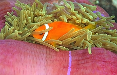 IMG_0456rf_Maldives_Madoogali_House reef_Poisson clown des maldives_Amphiprion nigripes